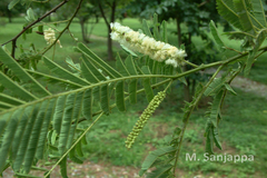 Acacia catechu